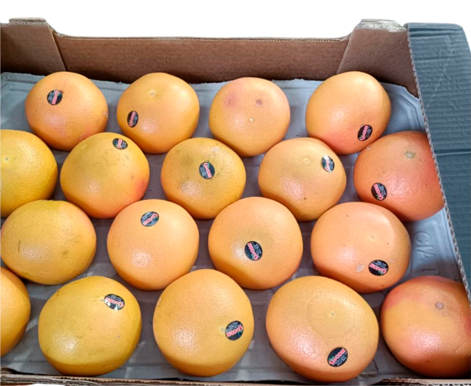 Grejpfrut